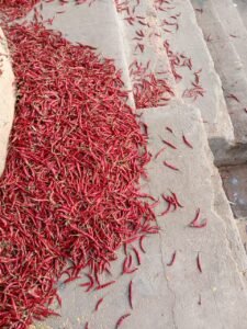 Teja Dry Chilli (S17)