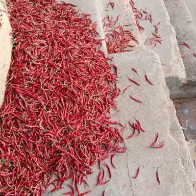 Teja Dry Chilli (S17)